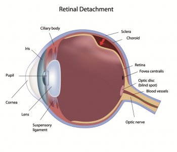 Anatomie de l'oeil